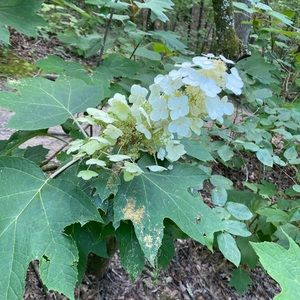 Meet your Posher, Chelsea